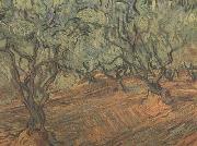 Vincent Van Gogh Olive Grove:Bright Blue Sky (nn04) oil painting picture wholesale